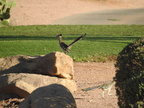 Greater Roadrunner