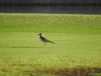 Killdeer