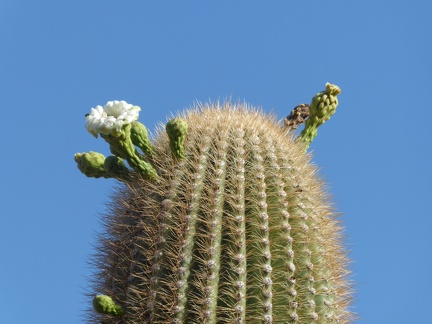 Saguaro Blossom