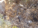 Ash-throated Flycatcher