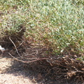 Albino Gambel's Quail chick