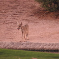 Coyote pup