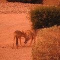 Coyote pups playing