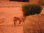 Coyote pups playing