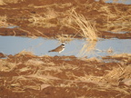 Killdeer (33072 visits) As common as they are, I never tire of seeing these birds. Killdeer