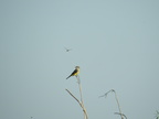 Western Kingbird (32316 visits) I think the dragonfly has caught its eye. Western Kingbird