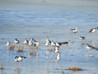 Black-necked Stilt (31842 visits) Black-necked Stilt