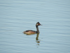 Eared Grebe (breeding plumage) (32760 visits) Beautiful breading plumage and red eye on this eared grebe Eared Grebe (breeding plumage)