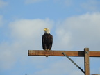 Bald Eagle (32594 visits) Bald Eagle