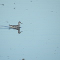 Wilson's Phalarope