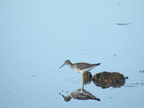 Lesser Yellowlegs (33363 visits) Lesser Yellowlegs