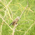 Western Kingbird