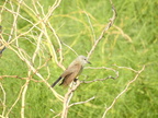 Western Kingbird (32634 visits) Western Kingbird