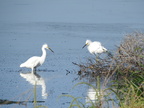 Snowy Egrets (31722 visits) Snowy Egrets
