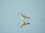 Greater Yellowlegs (31450 visits) Greater Yellowlegs