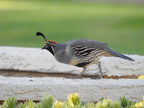 Gambel's Quail