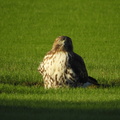 Red-tailed Hawk