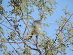 Blue-gray Gnatcatcher
