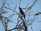 Cooper's Hawk