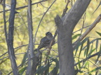 White-crowned Sparrow
