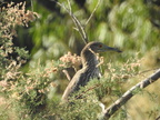 Black-crowned Night-Heron (Juvenile)