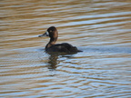 Lesser Scaup (F)