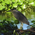 Black-crowned Night-Heron