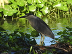 Black-crowned Night-Heron