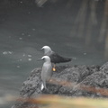 Hawaiian (black) Noddy (Noio)