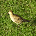 Pacific Golden Plover