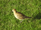 Pacific Golden Plover