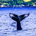 Humpback Whale tail