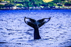 Humpback Whale tail