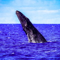 Breaching Humpback Whale