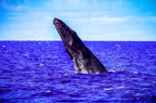 Breaching Humpback Whale