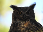 Great Horned Owl