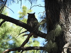 Great Horned Owl
