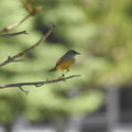 Say's Phoebe