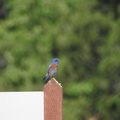 Western Bluebird