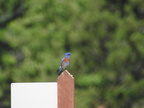 Western Bluebird