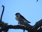 Violet-green Swallow