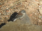 Juvenile Dark-eyed Junco (Red-backed)