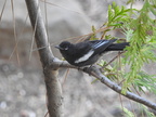 Juvenile Painted Redstart