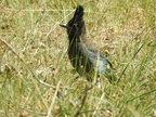 Steller's Jay