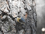 Pygmy Nuthatch