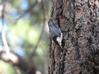 White-breasted Nuthatch