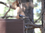 Mountain Chickadee