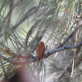 Rufous Hummingbird