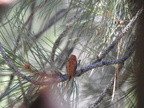 Rufous Hummingbird