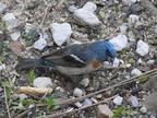 Lazuli Bunting